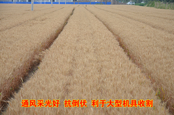 大华宝来2BFJK-9/5（220）小麦宽幅宽苗带施肥播种机