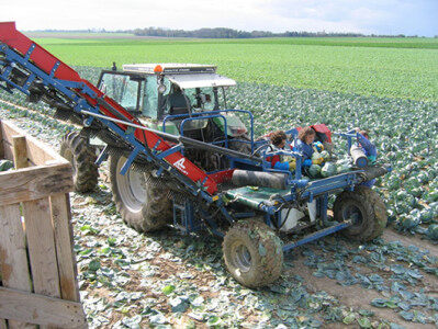 GRIMME（格立莫）MK 1000圆白菜收获机