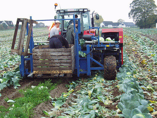 GRIMME（格立莫）MK 1000圆白菜收获机