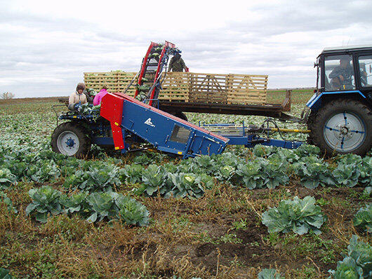 GRIMME（格立莫）TK 1000 E圆白菜收获机