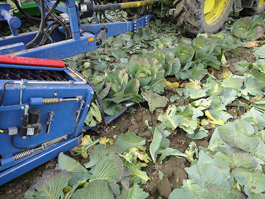 GRIMME（格立莫）TK 1000 E圆白菜收获机