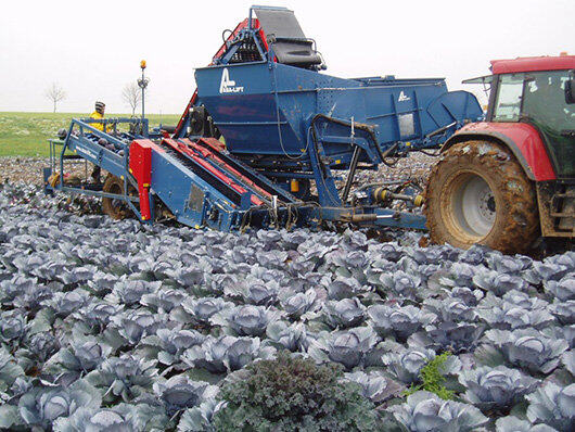 GRIMME（格立莫）TK 260 B圆白菜收获机