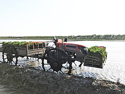 黑龍江建三江農(nóng)墾海波7YS-1200水田運(yùn)苗車(chē)