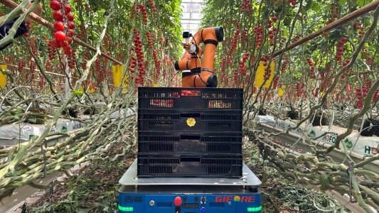 吉峰牌茄果采摘机器人