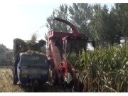 宁联穗茎兼收玉米收获机作业现场