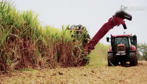 凱斯8000型甘蔗收割機作業視頻