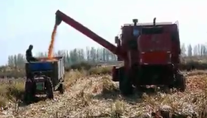 新疆牧神4YZT-7自走式玉米籽粒機收獲機作業視頻