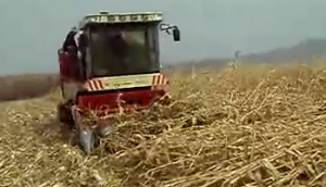 勇猛玉米收割机收倒伏能力作业视频
