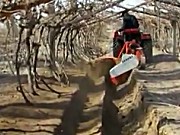 潍坊大众葡萄开沟埋藤机作业视频