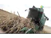 常发CF808玉米籽粒收割机收倒伏作业视频