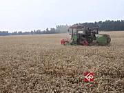 中收4LZ-6小麦机作业视频
