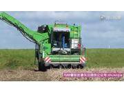 紐荷蘭 T7030 + T6080 + AVR PUMA+ 一體式馬鈴薯聯(lián)合收獲機(jī)