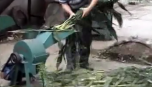 曲阜圣隆7.36型青草打浆机作业视频