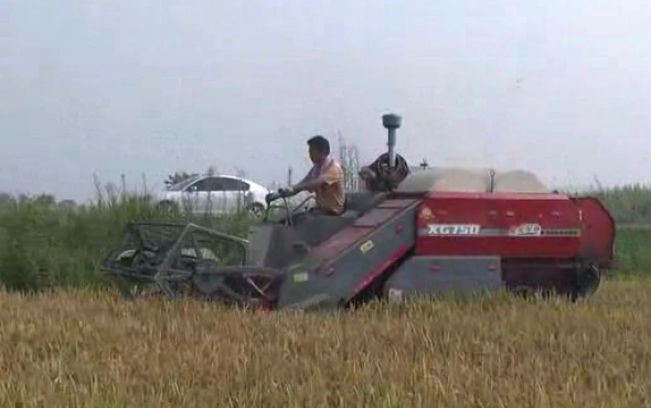 星光至尊750高效水稻收割机作业视频