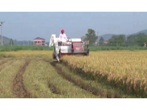 星光至尊610高效水稻收割机作业视频