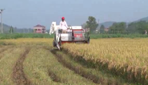 星光至尊610高效水稻收割机作业视频
