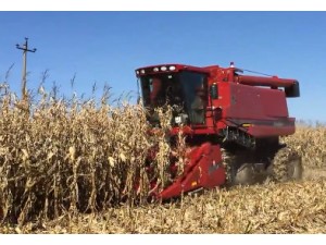 凯斯4088收割玉米作业视频