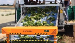 专用于小白菜 上海青 生菜 菠菜的9500蔬菜收获机作业视频
