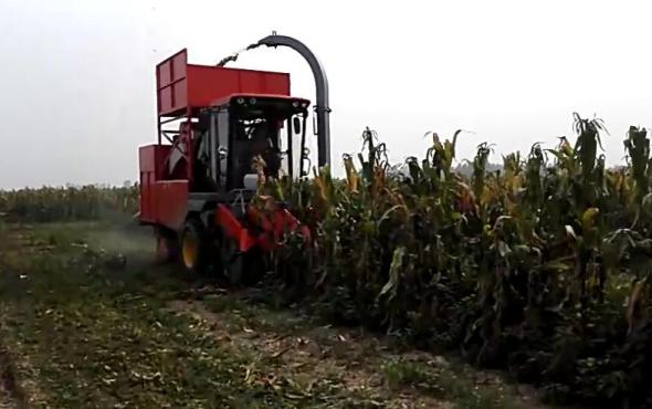 河北英虎4YZB-4B型自走式茎穗兼收型玉米收获机作业视频