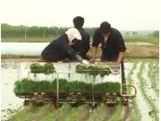 獨輪乘坐式水稻插秧機的使用與維護