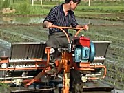水稻盘育苗机械化移栽技术