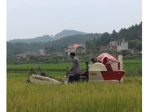 沃得迅龙水稻收割作业视频（二）