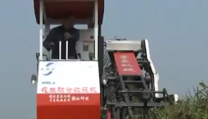 半喂入花生聯(lián)合收獲技術(shù)