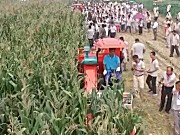 山东常林4YZP-2玉米收获机作业视频