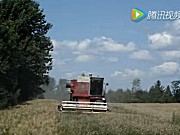 麦考密克收获机收获含有大量杂草的小麦