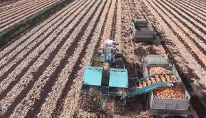 纽约农场机械化收获洋葱全过程-作业视频