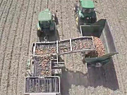 top air农场大型洋葱收获机作业航拍-作业视频
