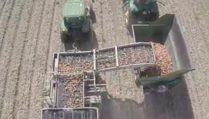 top air農場大型洋蔥收獲機作業航拍-作業視頻