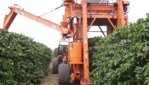 巴西农场机械化收获咖啡豆视频-作业视频