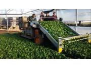 ORTOMEC公司8000系列蔬菜收獲機-作業視頻