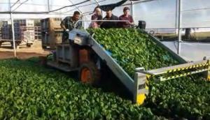 ORTOMEC公司8000系列蔬菜收获机-作业视频