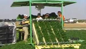 Hortech公司SlideTW蔬菜收獲機-作業視頻