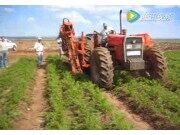 迪沃夫P3B型具有储料斗功能的牵引式胡萝卜收获机