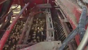 格立莫Varitron270自走式土豆收获机-作业视频