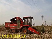 天人TR9988收获倒伏玉米作业视频