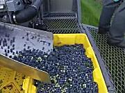 Haven公司蓝莓收获机作业视频