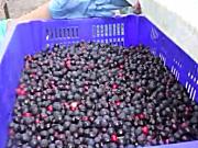 阿尔斯波Saskatoon浆果收获机作业视频
