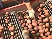 IMAC公司马铃薯收获机作业视频
