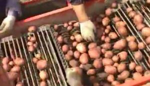 IMAC公司马铃薯收获机作业视频