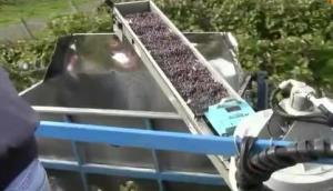 Blueline公司Columbia葡萄收获机作业视频