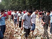 花溪玉田4YGT-4玉米籽粒割台作业视频