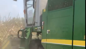 金大豐4YZP-4自走式玉米收獲機演示視頻