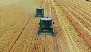 金大丰小麦收割机作业视频
