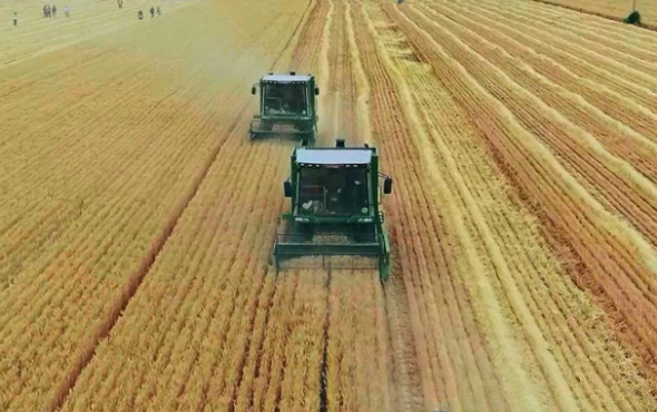 金大丰小麦收割机作业视频
