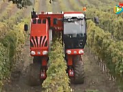 博格公司V-TrackTRS30葡萄橄榄收获机作业视频