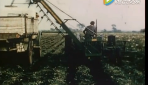 1959年国外胡萝卜收获机视频